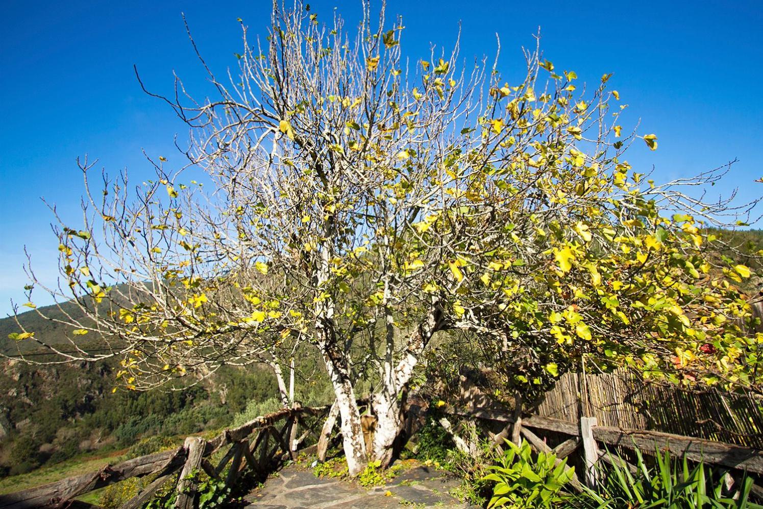 Casa Da Figueira - Rio Paiva Villa Arouca Bagian luar foto